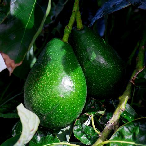 نهال آووکادو بیکن اصلاح شده برای کاشت تجاری