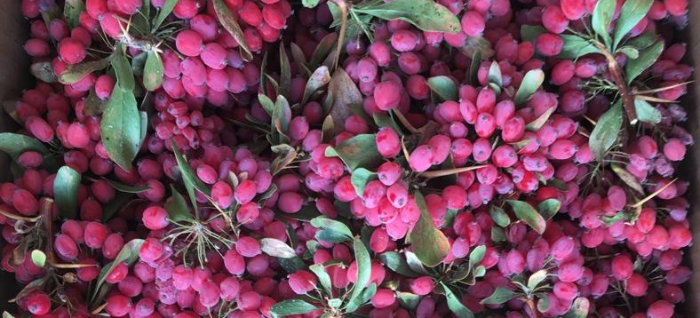 فروش ناب ترین زرشک خوشه ای بیرجند