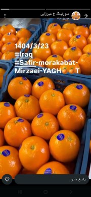 فروش عمده نارنگی ژاپنی مازندران با قیمت خرید صادراتی