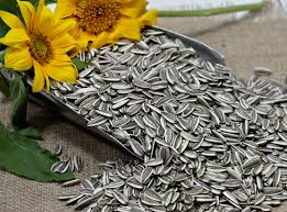 صادرات تخمه آفتابگردان خوی