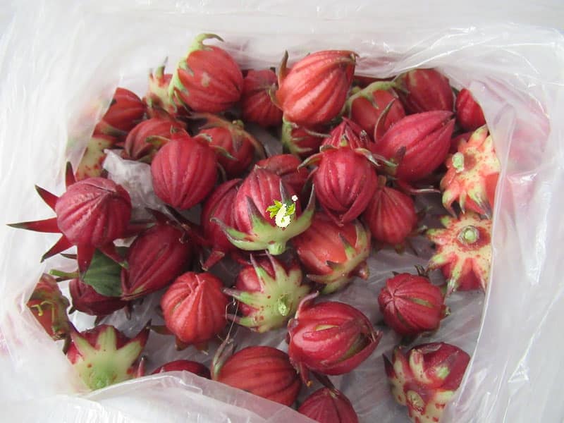 تصویر 2 از خرید و قیمت چای ترش + فروش عمده