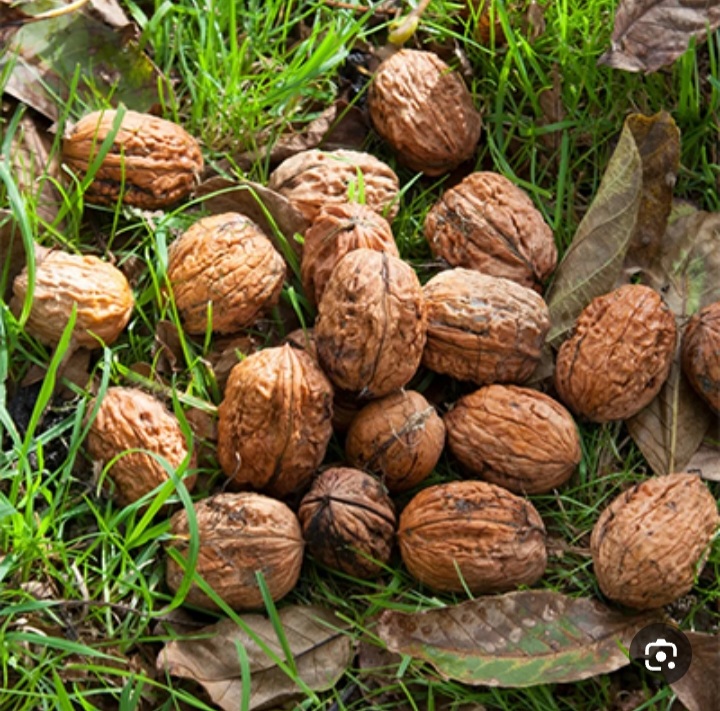 خرید عمده گردوی درختی + خرید رقابتی