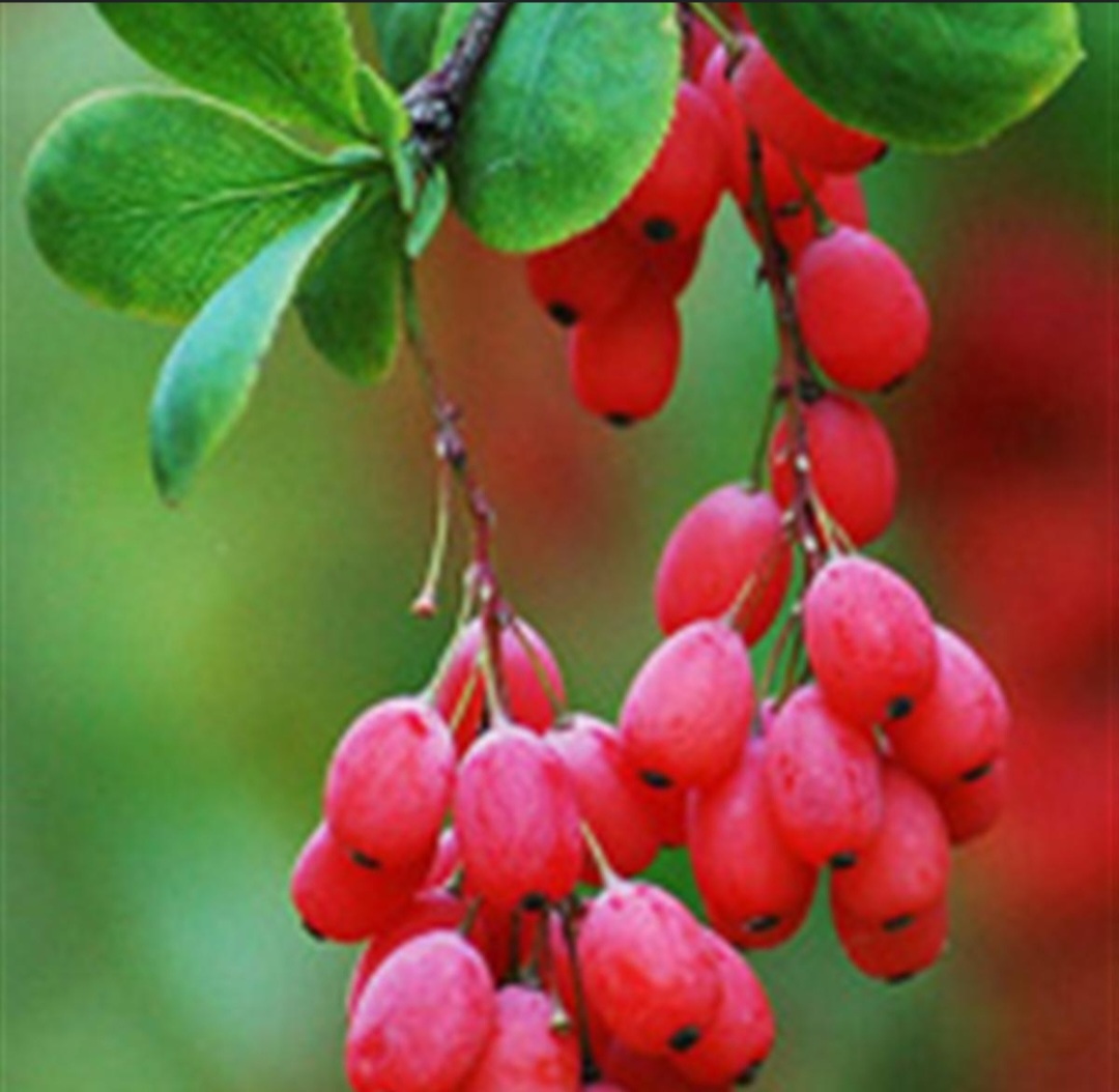 زرشک تازه و نوبرانه خراسان جنوبی (بیرجند)