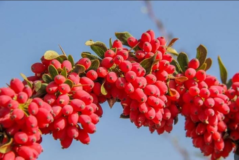 قیمت زرشک با شاخه طعمی از طبیعت