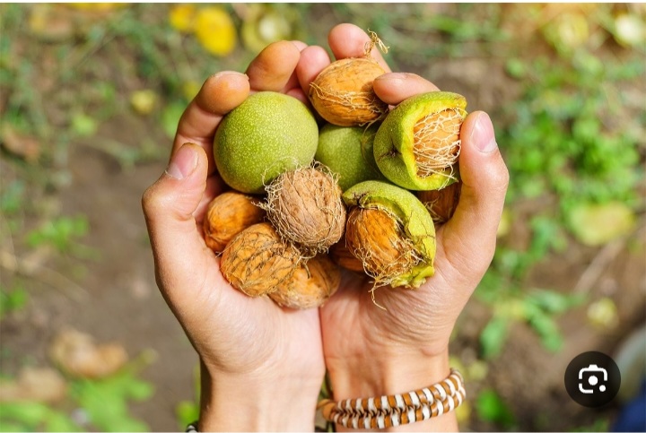 خرید گردوی درختی + فروش با تخفیف ویژه