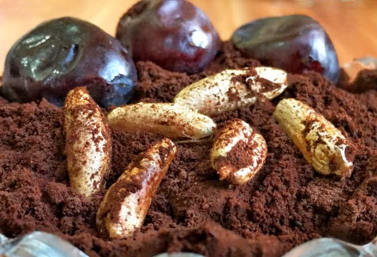 نمایندگی تفاله خرما دامی + قیمت خرید