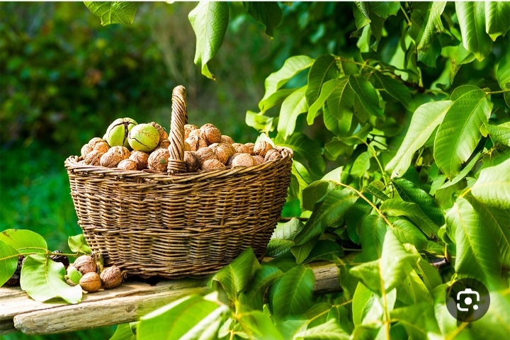 خرید عمده گردوی درختی آذرشهر سرشار از ویتامین + فروش عمده