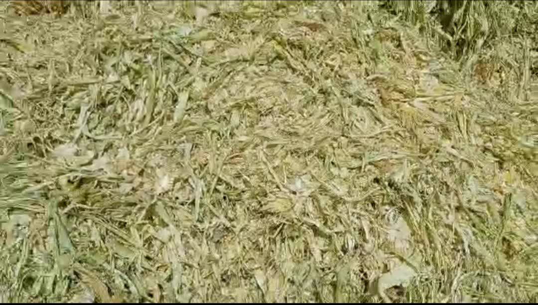 پخش تفاله ذرت + قیمت خرید