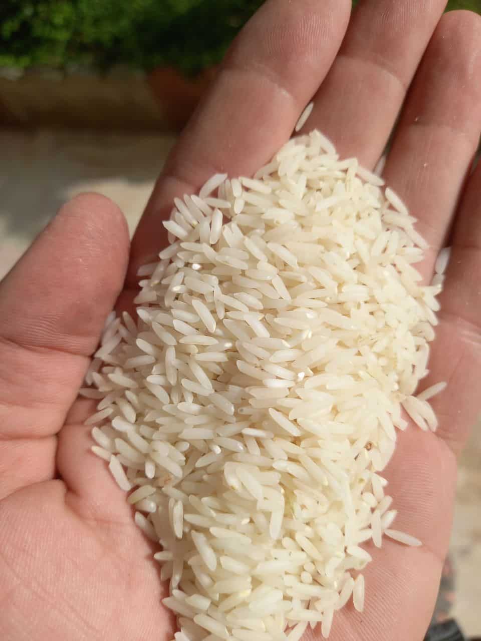 خرید برنج شیرودی در تبریز با قیمت عمده و بسته‌ بندی شرکتی