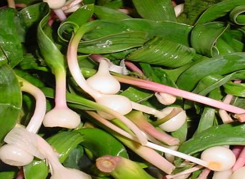 فروش سیر کوهی + قیمت خرید به صرفه