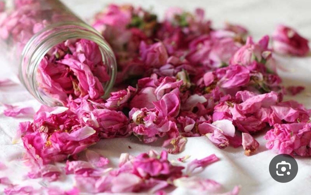 خرید و قیمت غنچه گل محمدی ارگانیک
