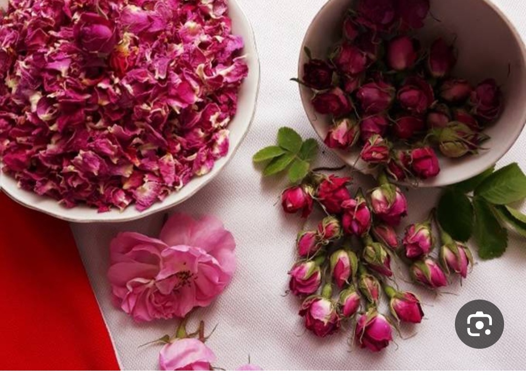 خرید غنچه گل محمدی بسته بندی شده
