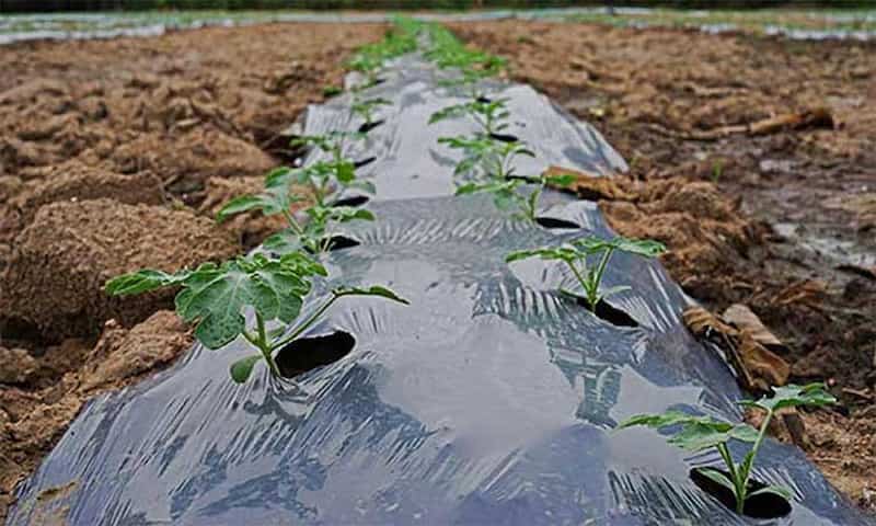 قیمت خرید پاستیک گلخانه ای با فروش عمده