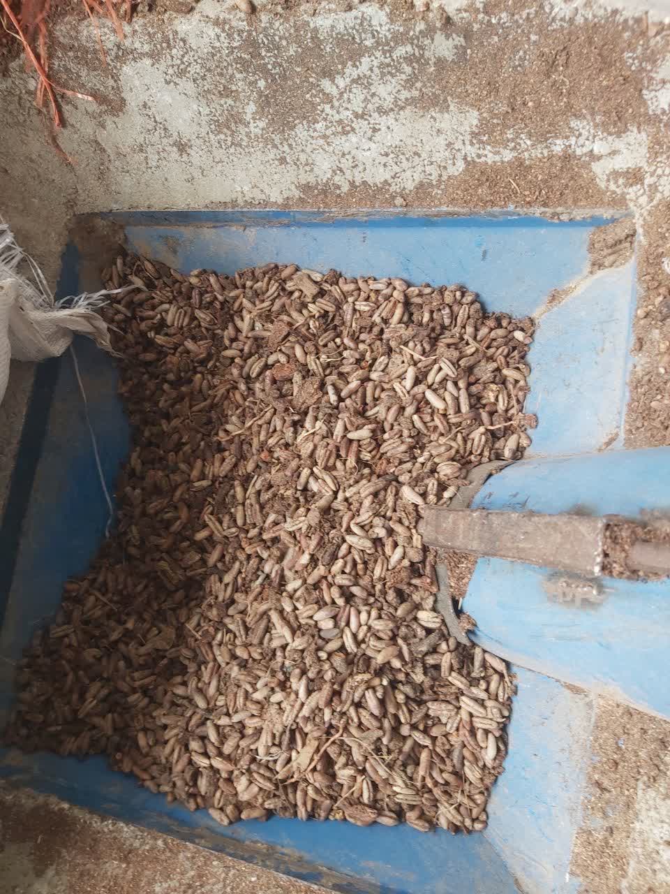 فروش عمده تفاله خرما دامی