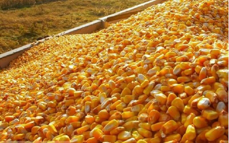 قیمت فروش تفاله ذرت