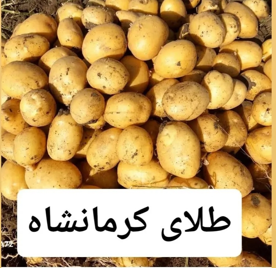 سیب زمینی طلایی کرمانشاه + فروش عمده، قیمت کف بازار