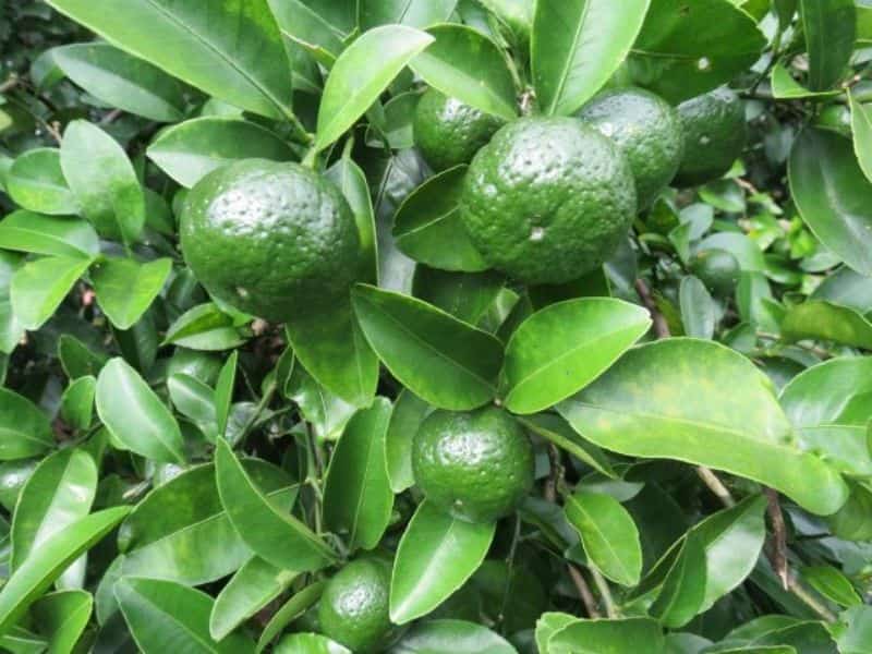 قیمت نارنگی سبز + خرید باور نکردنی