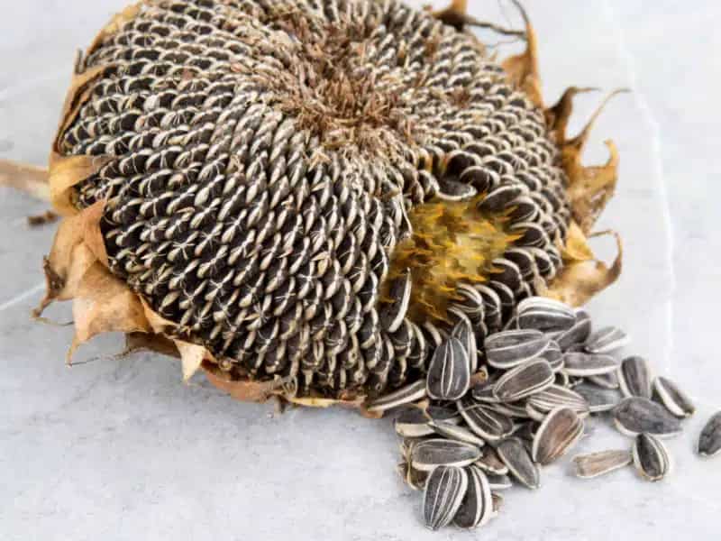 خرید تخمه افتاب گردان + قیمت فروش استثنایی