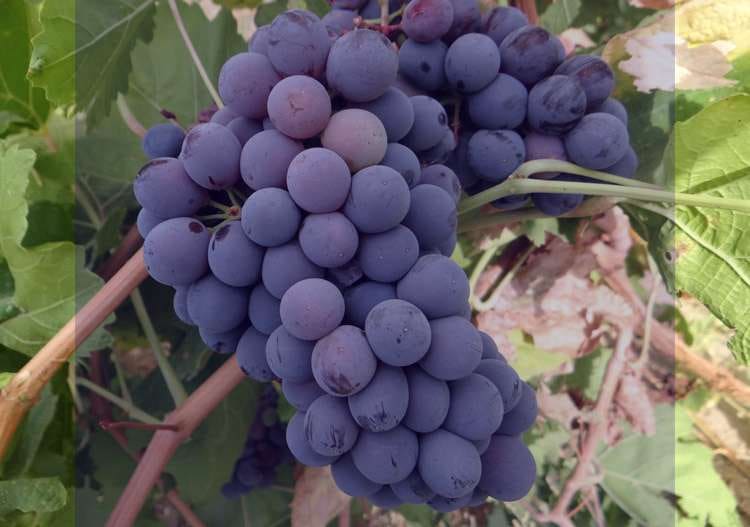 قیمت خرید انگور قرمز بی دانه با فروش عمده