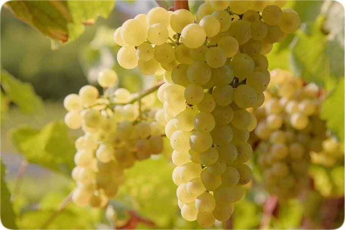 قیمت خرید انگور زرد عسگری + فروش ویژه