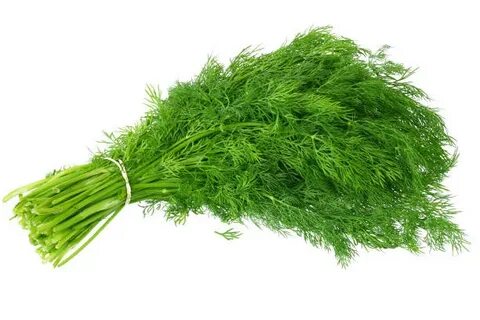 عرضه مستقیم شوید خشک اعلا + قیمت به صرفه