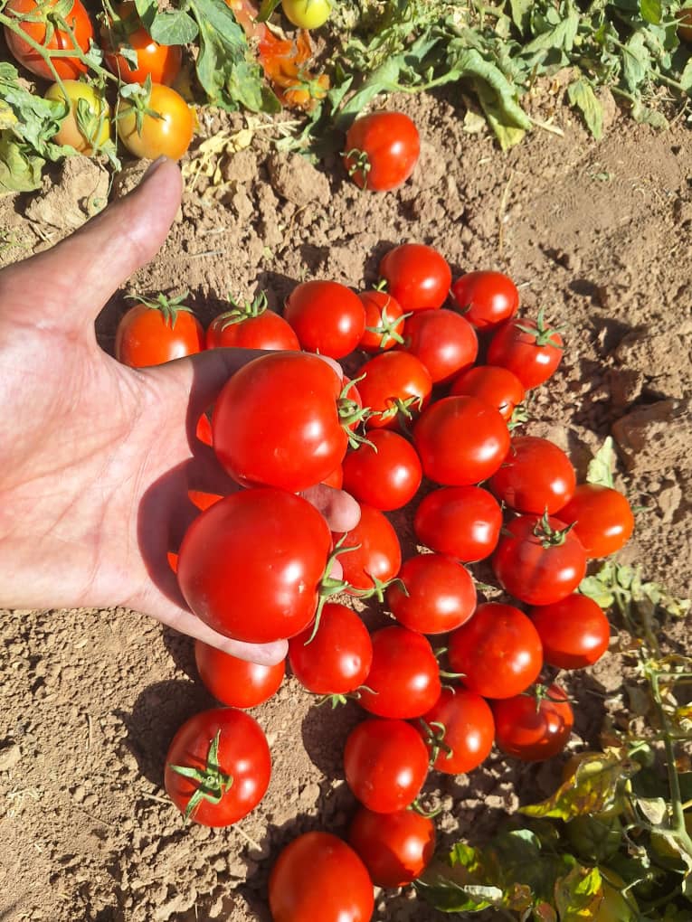 رب گوجه حلب 2.5 کیلویی عمده بریکس 20