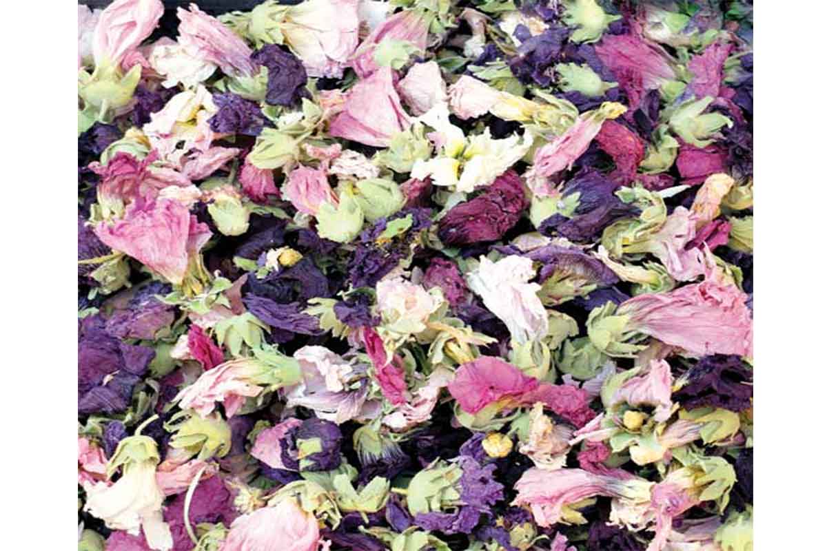 خرید و فروش عمده گل ختمی رنگی صادراتی با بهترین کیفیت