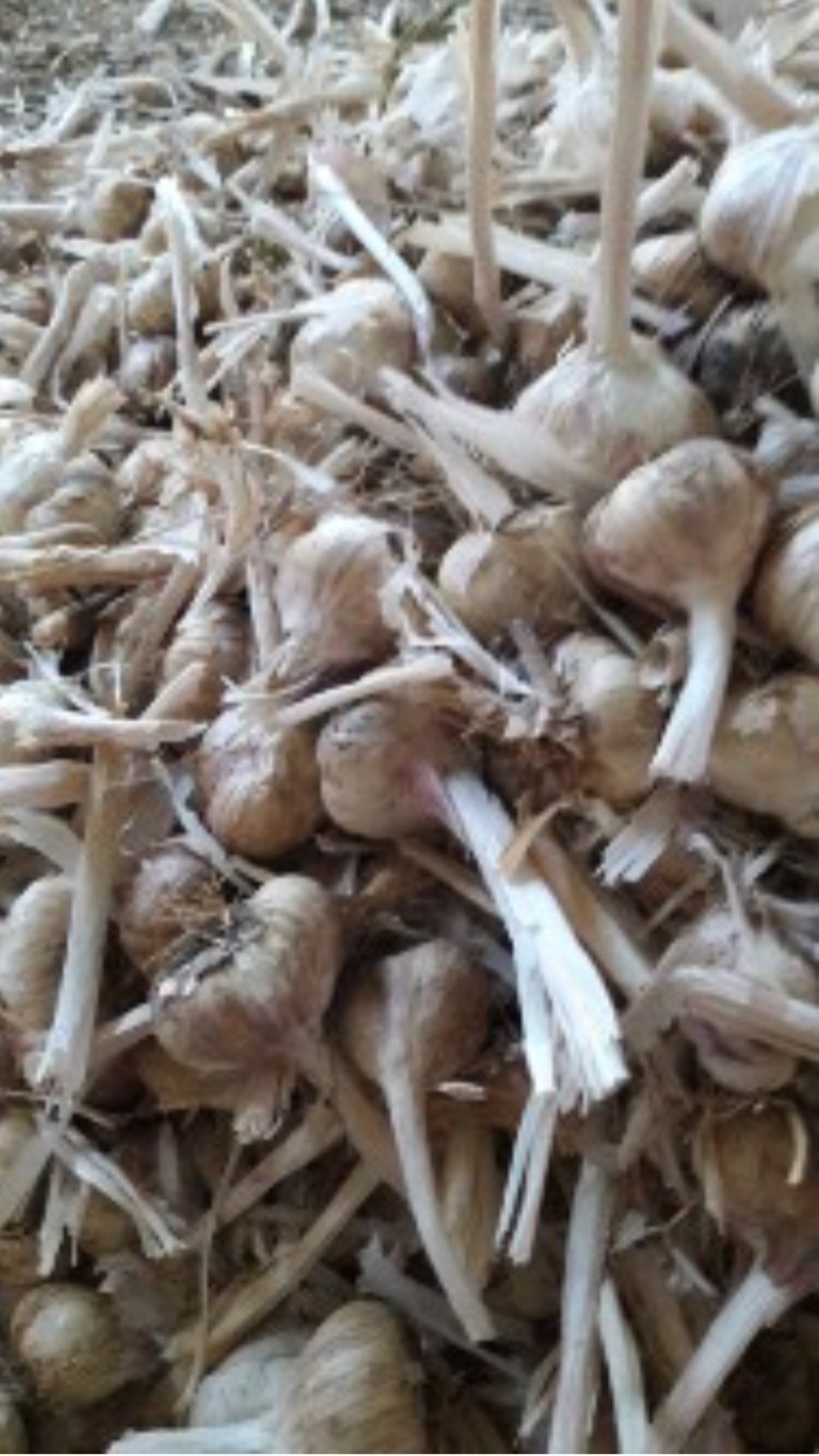 خرید سیر بذری مرغوب برای کاشت