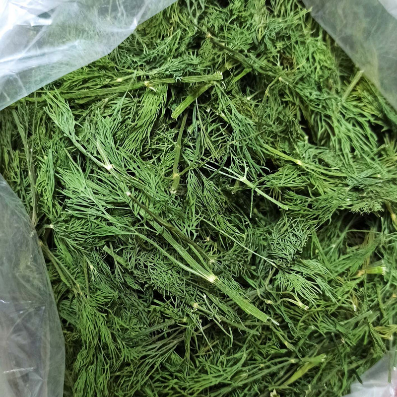 خرید تضمینی شوید خشک اعلا + فروش عمده