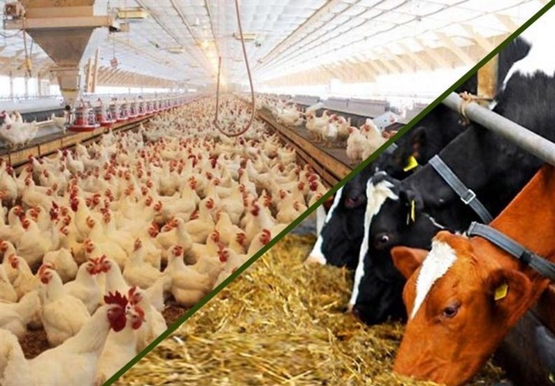 خرید به صرفه پودر ماهی ارزانترین دام طیور