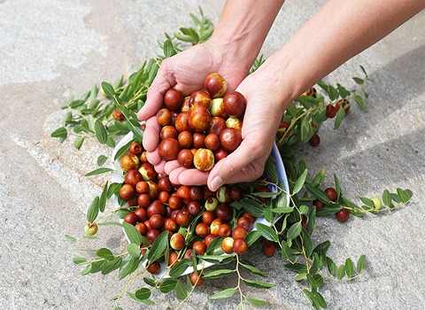 خرید عناب اوکراینی