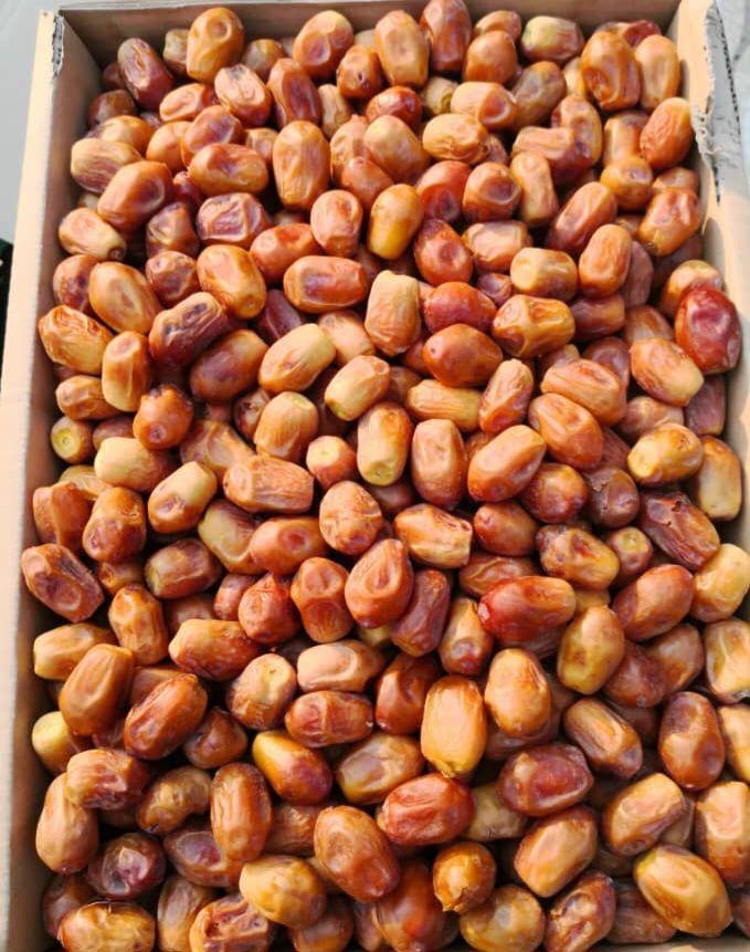 قيمت مناسب خرماي زاهدي