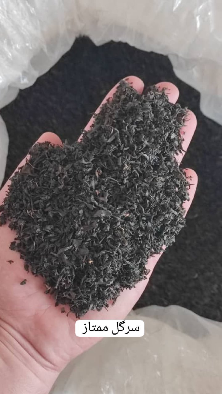 چای مرغوب گیلان