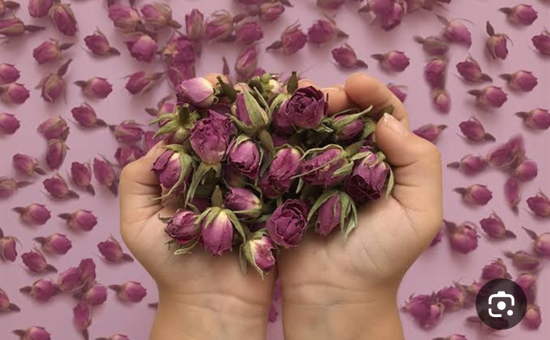 قیمت غنچه گل محمدی