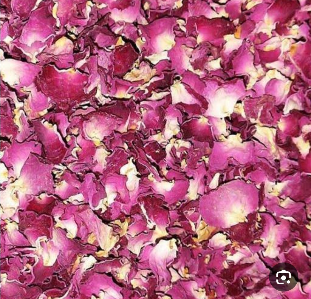 قیمت پر گل محمدی برای گلاب گیری