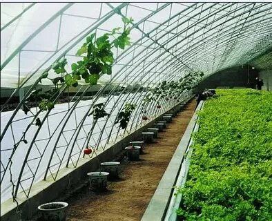 فروش مستقیم نایلون گلخانه با 5 درصد UV + خرید با قیمت باور نکردنی