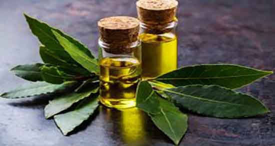 فروش عمده اسانس برگ بو طبیعی گرید A