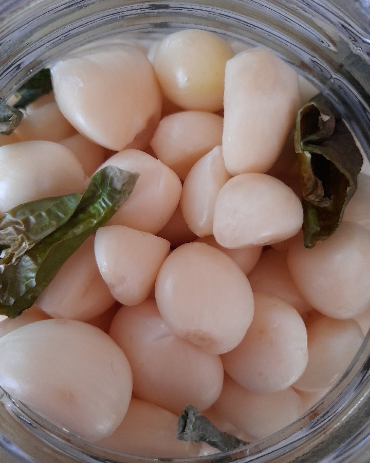 فروش عمده سیر شور همدان
