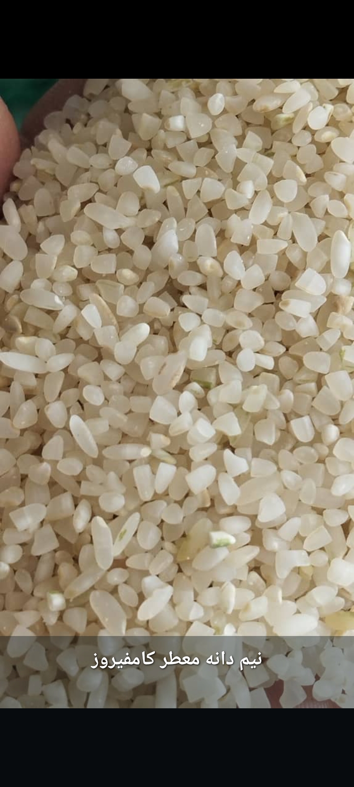 نیم دانه برنج کامفیروزی اصل