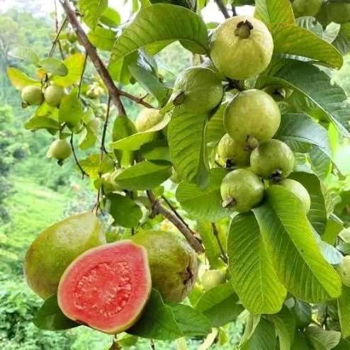 فروش نهال گواوا اصلاح‌ شده با تحمل خشکی مناسب اقلیم گرم و بازده اقتصادی بالا