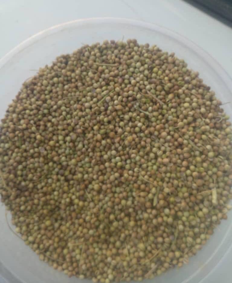 گشنیز تازه بوجاری شده