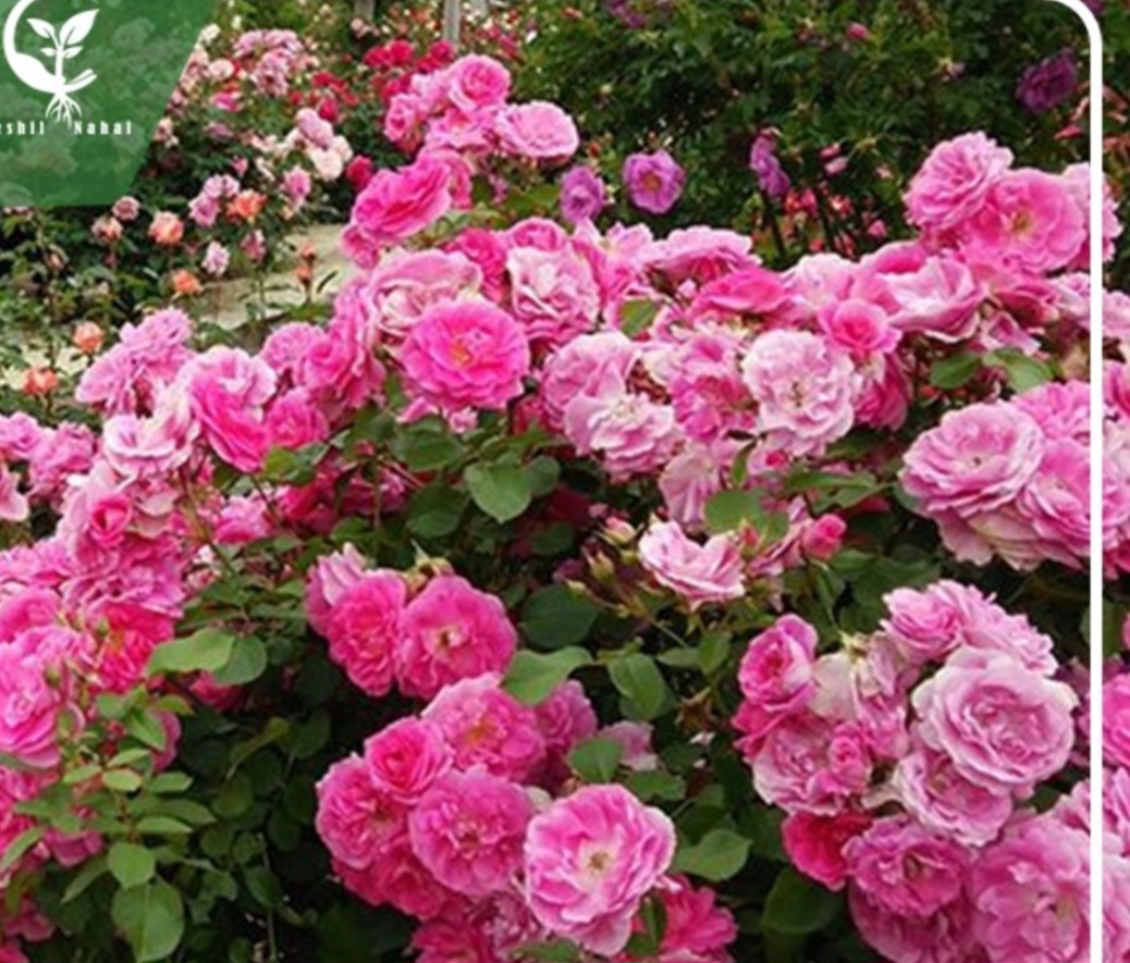 خرید پر گل محمدی درجه یک برای صنایع آرایشی و بهداشتی
