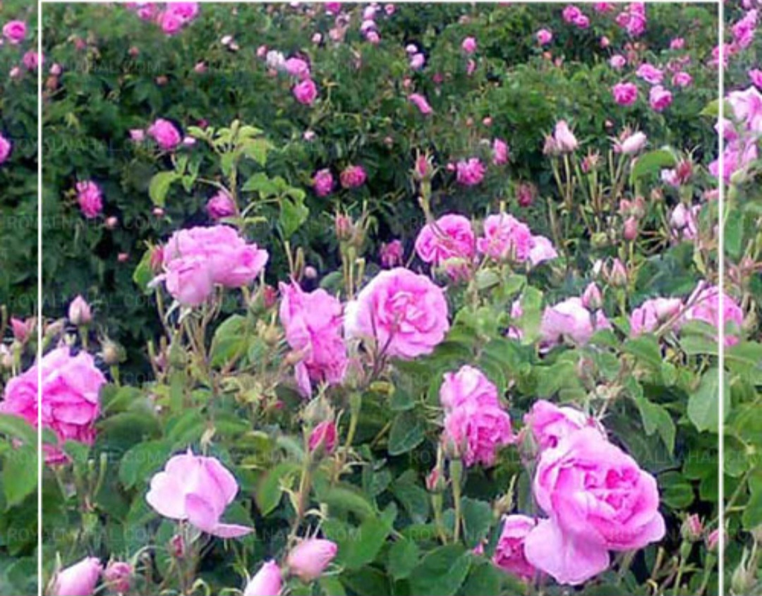 عرضه مستقیم گل محمدی از باغدار به صورت عمده