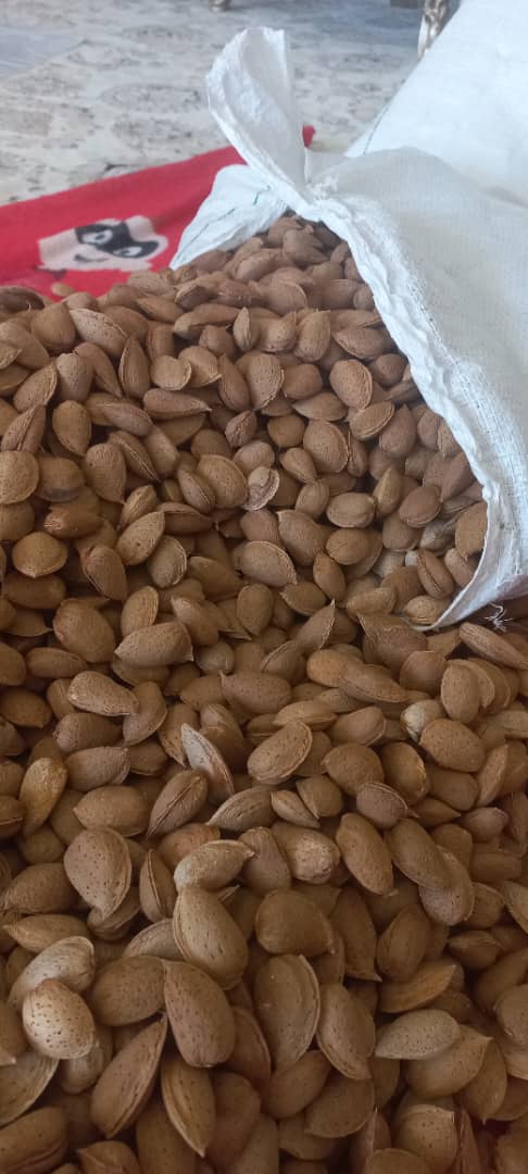 خرید و فروش بادام سنگی شیرین با درصد مغز بالا ویژه خریداران عمده در ایران