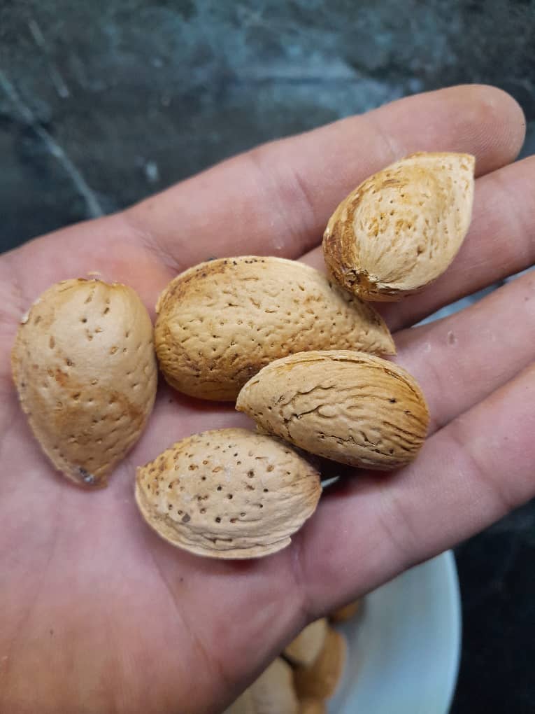 خرید مستقیم بادام درختی + قيمت عمده