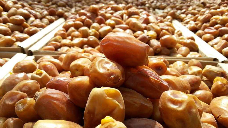 خرید و فروش خرما زاهدی صادراتی با شرایط فوق العاده