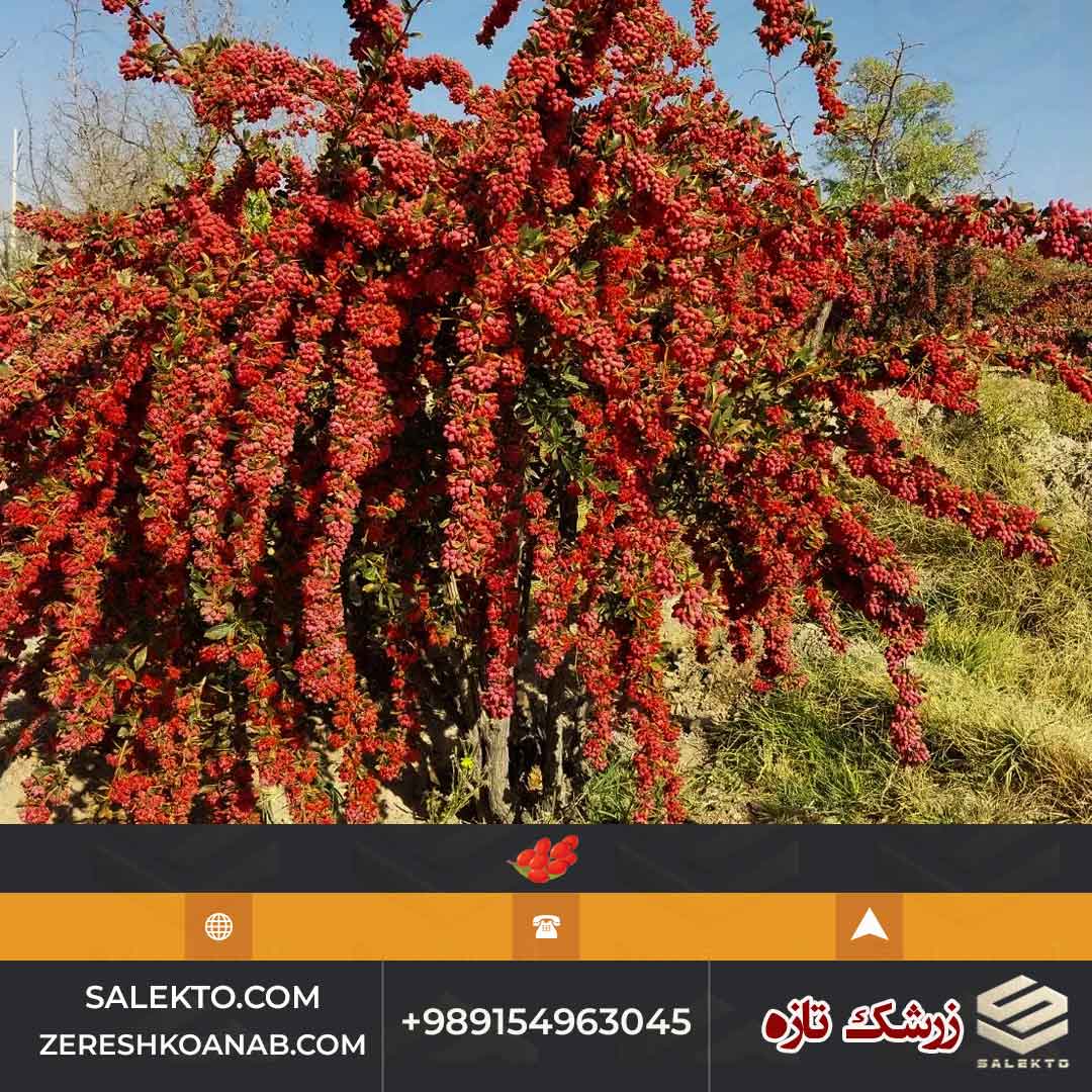 زرشک تازه دان شده بیرجند سرشار از ویتامین C + خرید ارزان