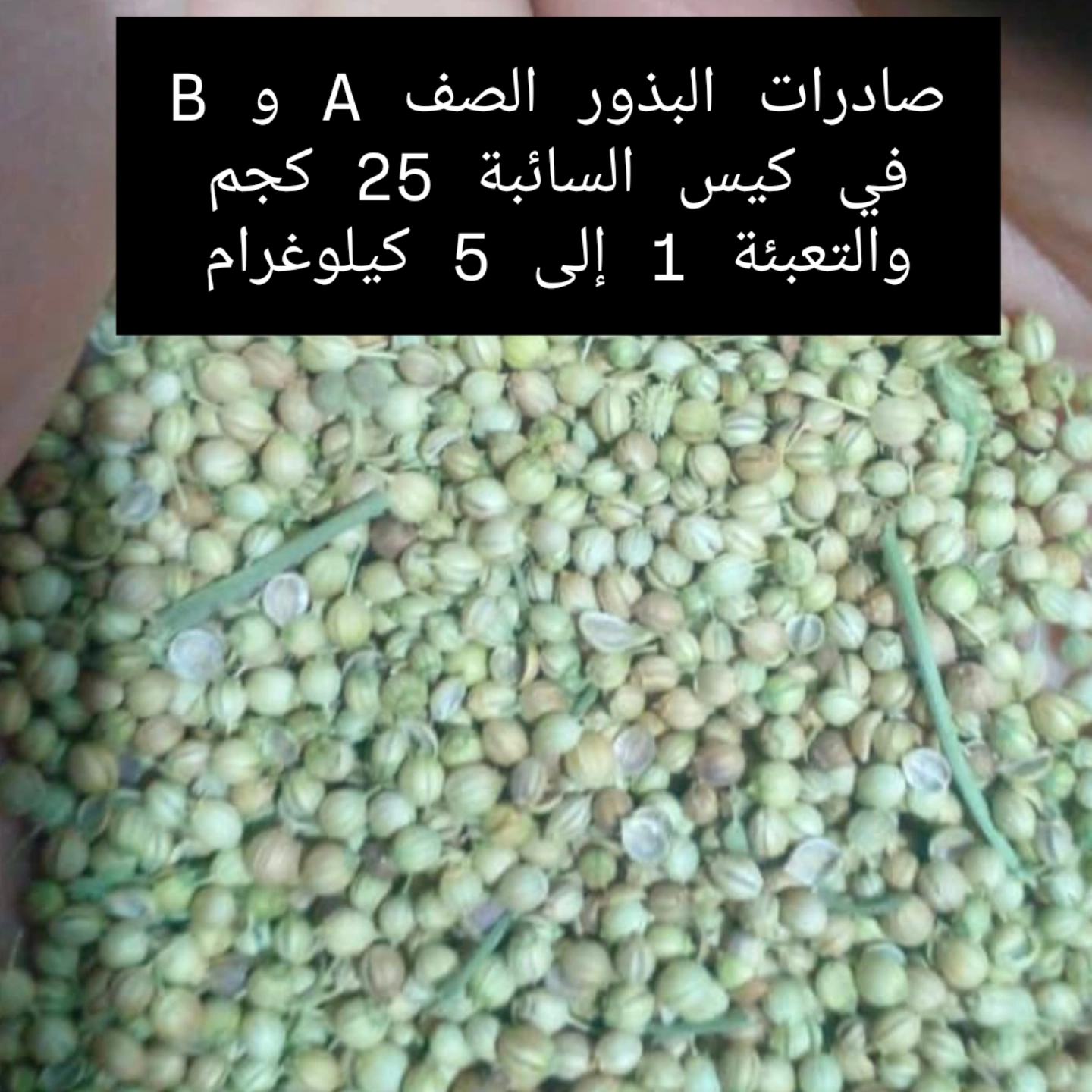 قیمت خرید بذر گشنیز از فروشگاه آناهیتا گشنیز