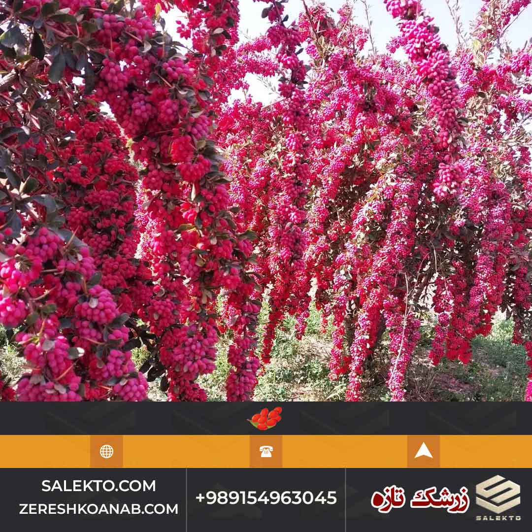 زرشک تازه ارگانیک قائنات با طعم ملس و رنگ طبیعی + قیمت استثنائی