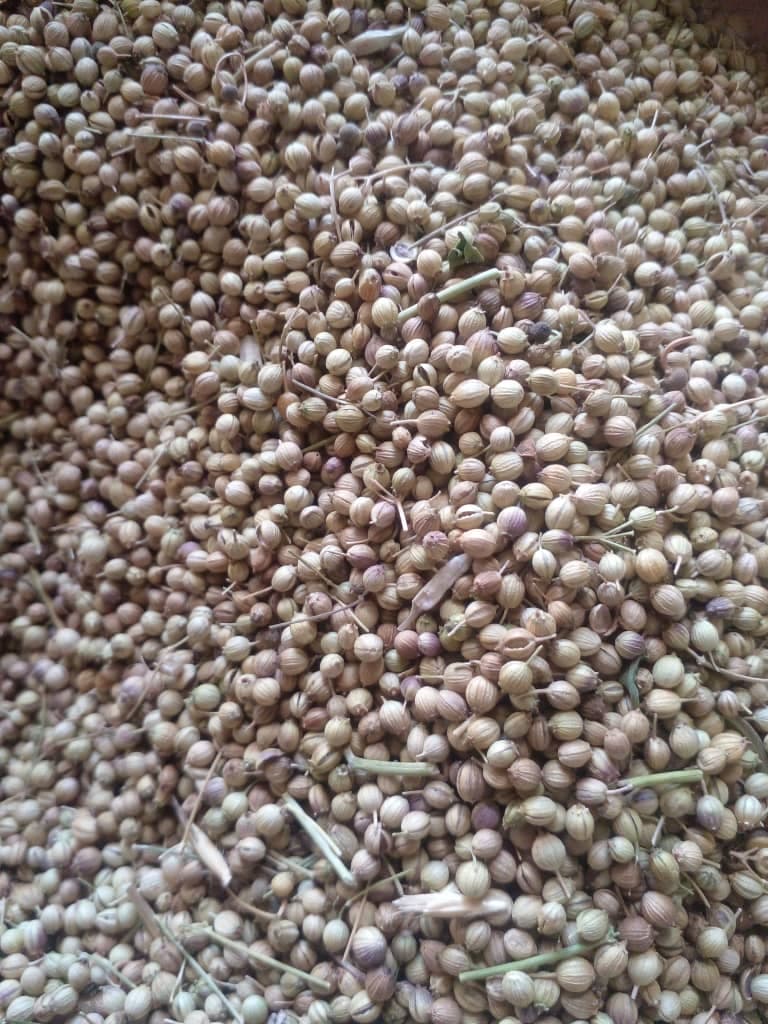 خرید تضمین بذر گشنیز آناهیتا